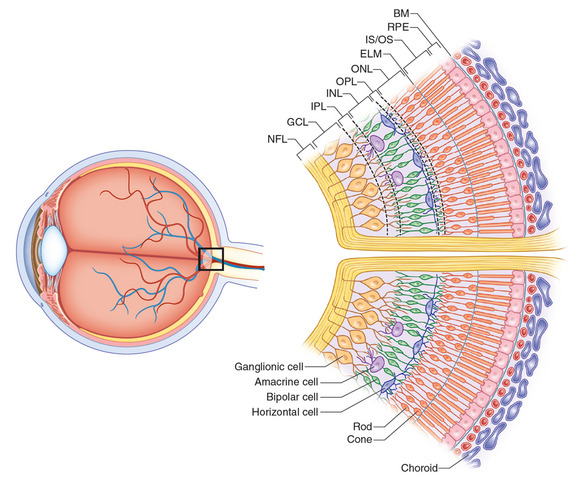 Normal Retinal Anatomy - The Retina Reference